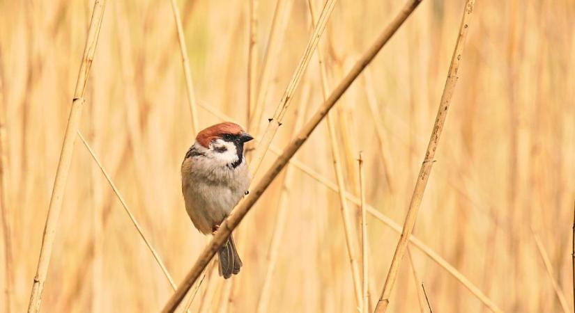 Vegyszermentes védelem az ágyásokban: miért ér aranyat a mezei veréb a kertben?
