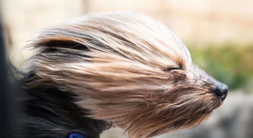 Erre a vészjelzésre senki nem számított: nagy port kavar a vasárnapi fordulat