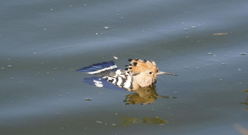 Búbós bankát mentettek olvasóink a Szigetközben - fotókkal