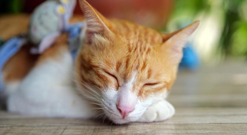 Vicces videón a macskák híresen rossz munkamorálja