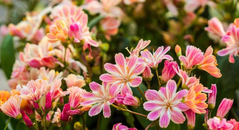 A nyár slágervirága: minimális törődéssel is látványos marad