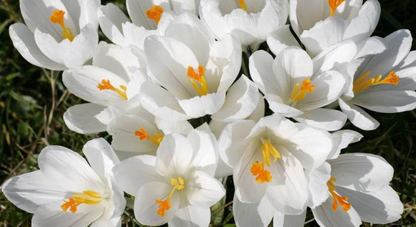 4 gyönyörű vadvirág Magyarországon, ami nem nyílik akárhol: helyek, ahol már ezért érdemes kirándulni