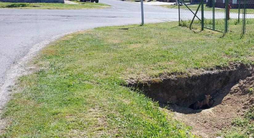 Felrobbant a cukiságbomba Somogyban