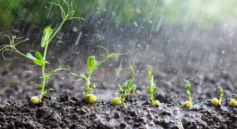 Egy új felfedezés teljesen átírja, amit a növényekről hittünk: hallják az esőt?