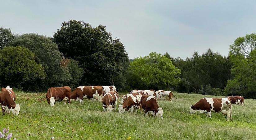 Vége a bűnbakkeresésnek? Tudományos bizonyítékok igazolják az állattenyésztés környezeti hasznát
