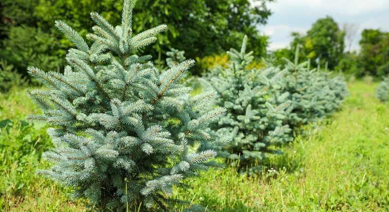 A lucfenyők gyorsuló pusztulása is a klímaváltozás előrehaladására figyelmeztet
