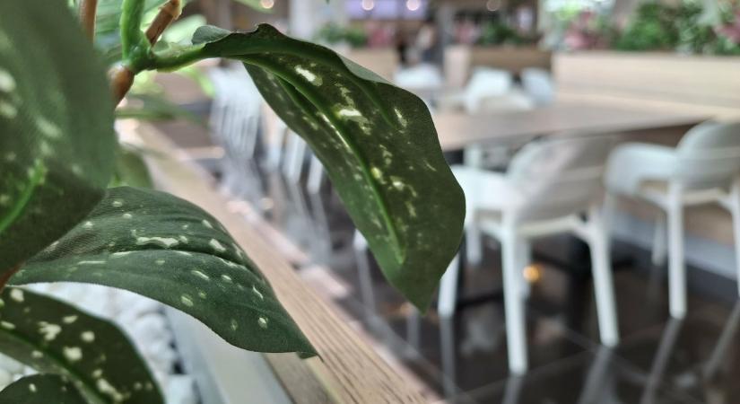 Új kedvenc ebédhely Győrben – kipróbáltuk a Zona Éttermet