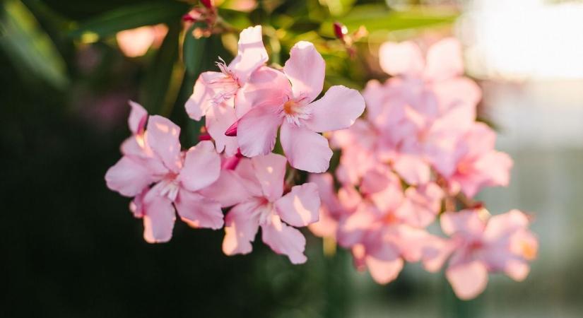 Tovább virágosodik a z egyik legszebb fekvésű falu - növények is érkeznek az aszfalt mellé