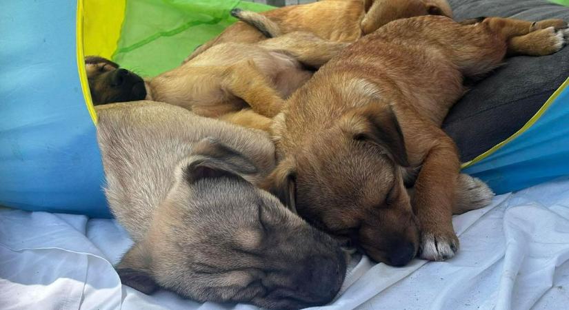 Játszósátor, ami nem a gyerekeknek készült