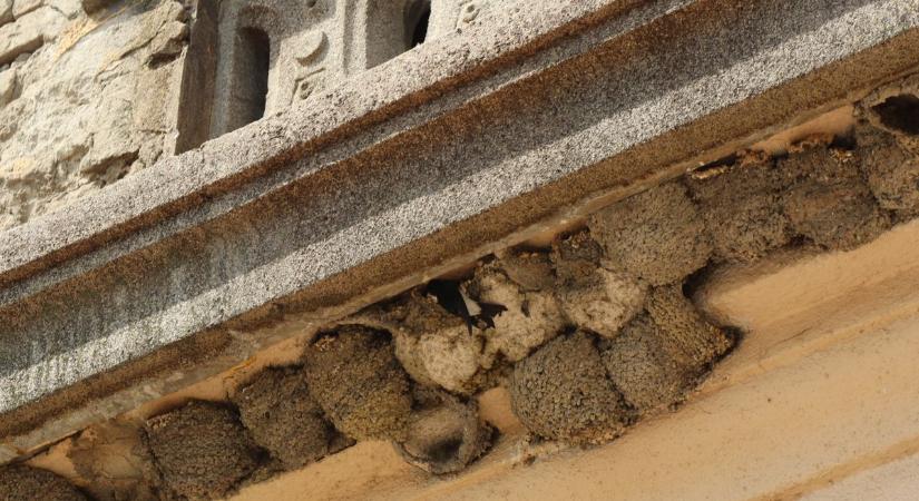 Egykor hétszáz fészek volt: most újra visszatérnek a fecskék a makói Bérpalotához