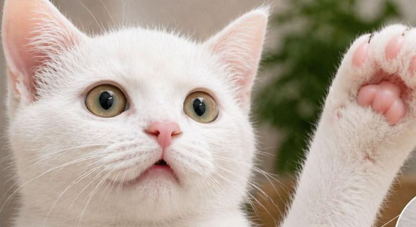 Ilyen „testrészük” csak a macskáknak van – te észrevetted már?