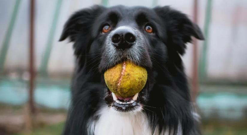 Ez a kutyák kedvenc játéka, de életveszélyes is lehet