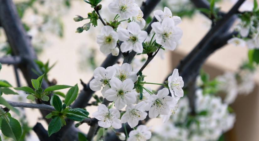 A patikamérleg elve: hogyan használjuk a rezet anélkül, hogy tönkretennénk a talajt?