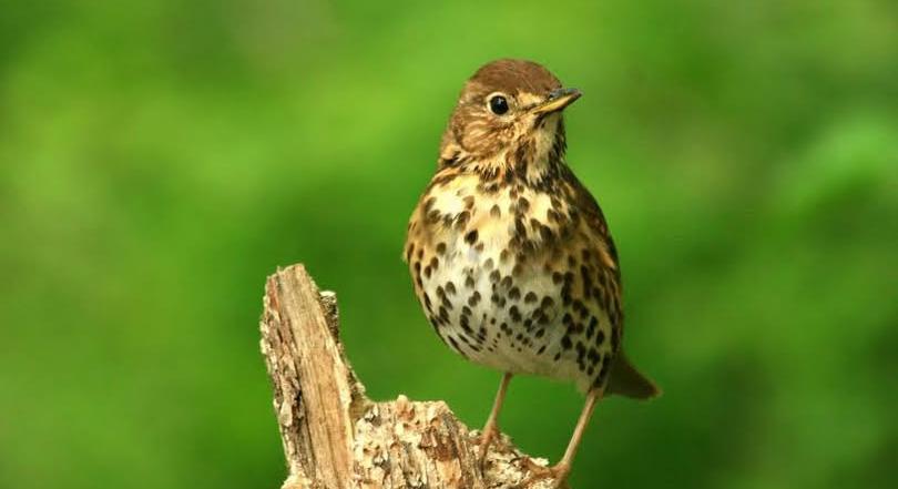 Fülemülék éjszakája, Madarak és Fák Napja