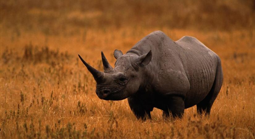 Orrszarvú öklelte halálra a rinocéroszokat védő aktivistát