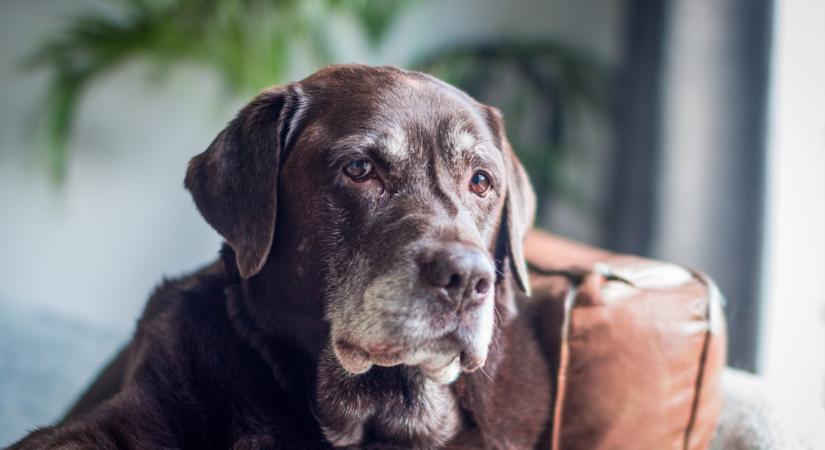 Ne hagyd ezeket a dolgokat szanaszét az otthonodban: tűzveszélyt vagy a kutyád súlyos sérülését okozhatja