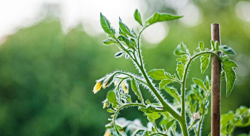 Paradicsompalántát ültetne? Ezt a hibát sokan elkövetik tavasszal