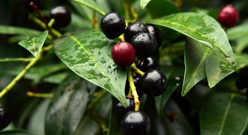 Veszélyes szépség: Svájcban már tiltják, nálunk még imádják a babérmeggyet