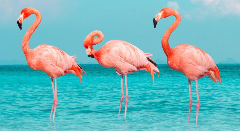 Extra nehéz állatos kvíz – Tudod, hány szíve van egy polipnak?