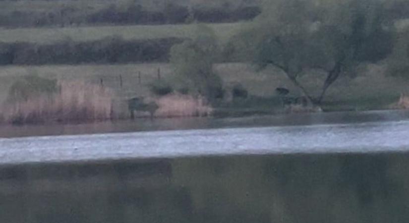 Medvét láttak, videó is készült a vadállatról a bogácsi tónál szombaton este