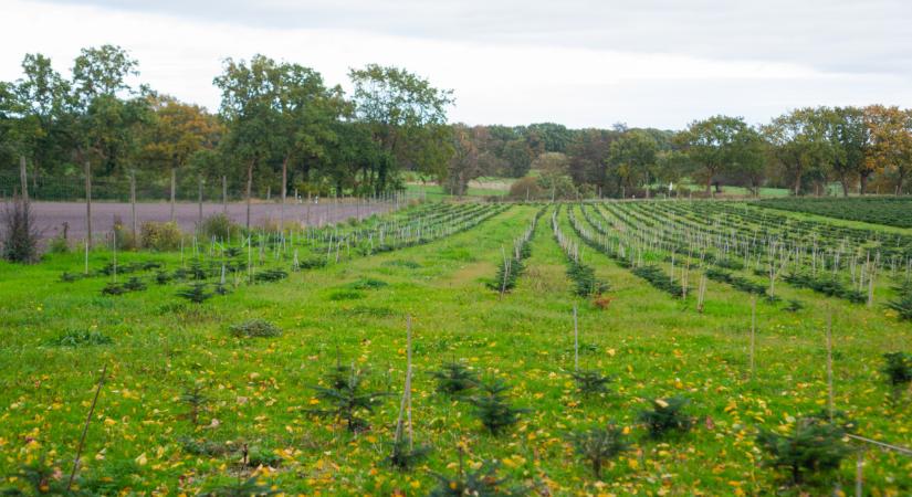 Egyre gyorsul ezeknek a fáknak a pusztulása Magyarországon: súlyos bajt jelez, amit már nem lehet megállítani?