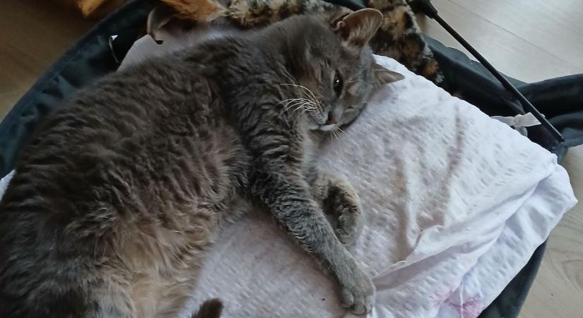 Ő Samu cica, Baranya és talán Magyarország legidősebb macskája