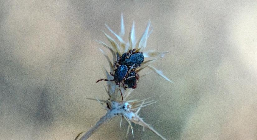 Már a határunkon a rémséges vadászkullancs