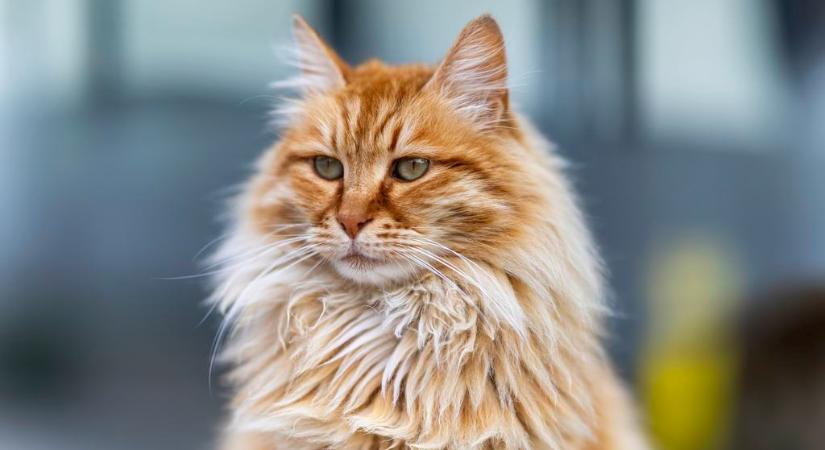 Egy kutatás szerint vannak emberek, akik igazi macskasuttogók: ez határozza meg őket