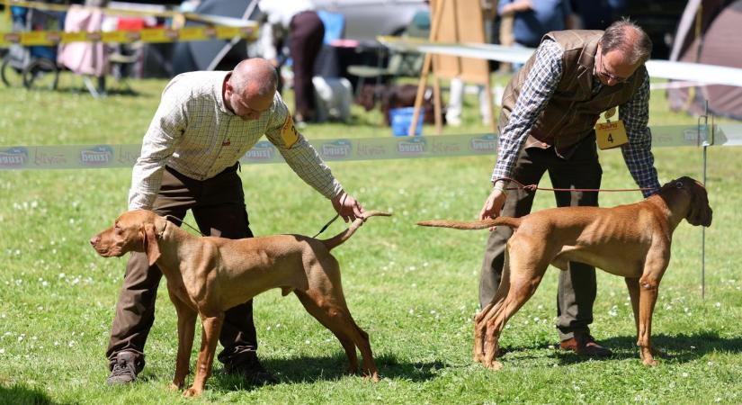 Szemrevaló ebek: a szarvasgombász Gina lett Kaposvár legszebb kutyája