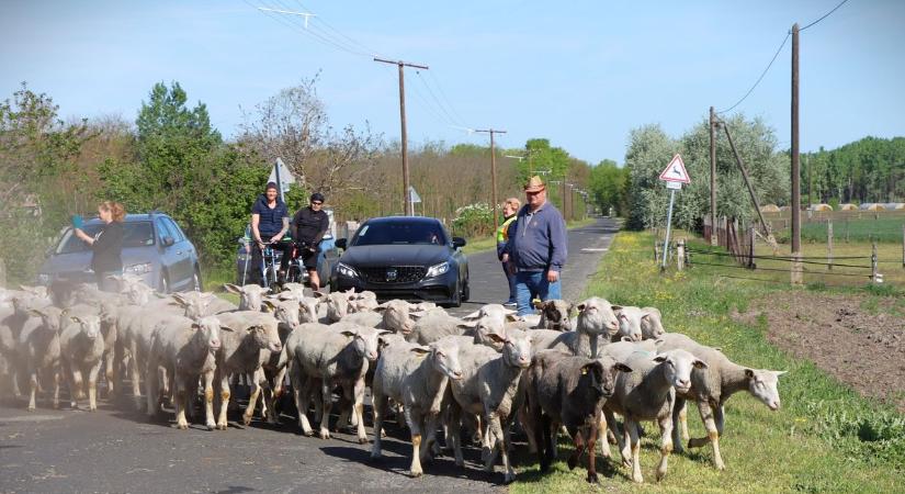 Több százan ünnepelték a Szent György-napi kihajtást Ásotthalmon – képeken a különleges hagyomány