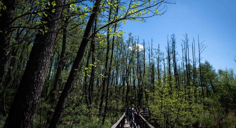 Erős széllel tört be a hidegfront, a viharos lökések miatt a tatai láperdőben is korlátozások voltak