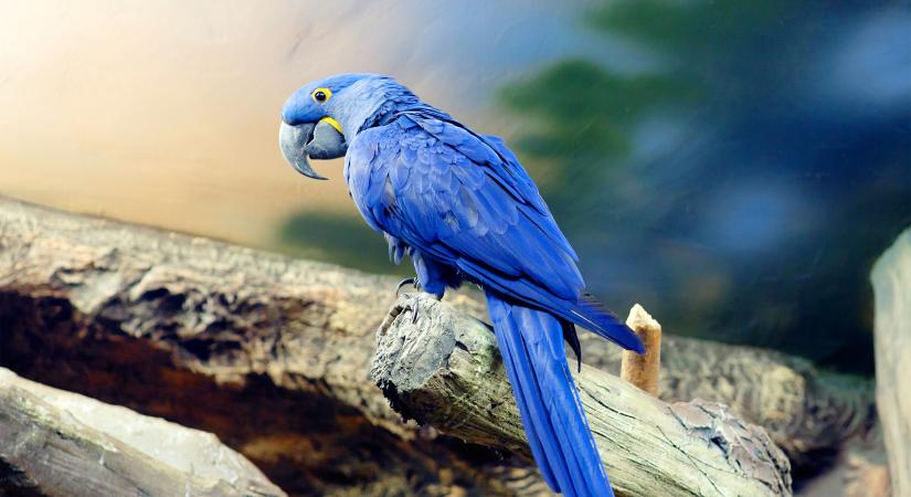 Valójában nincsenek se kék színű madarak, se kék virágok, csak szórakozik velünk a természet