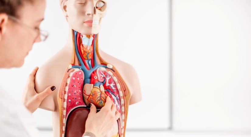 Kvíz: felismered képről az emberi szerveket? – Teszteld az anatómiai tudásod!