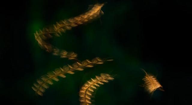 A malária formálta a korai emberiség vándorlását