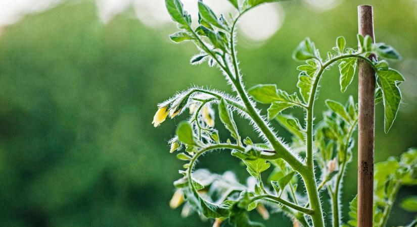 Paradicsom palántázás: így csináld jól, hogy erős legyen a növény