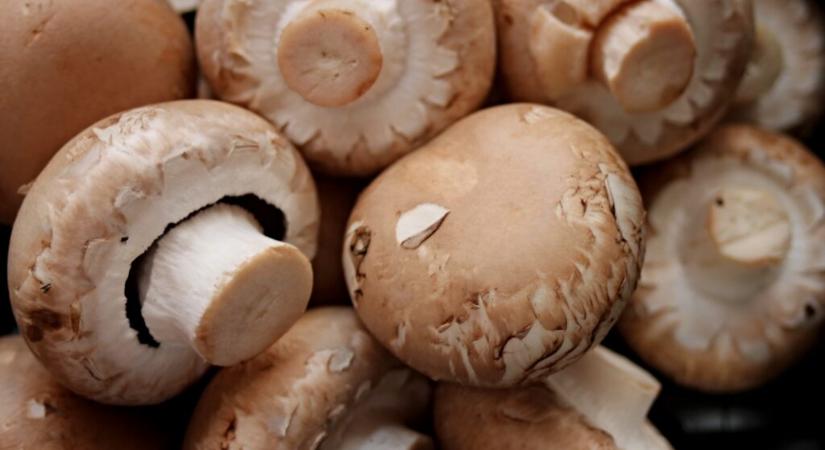 Komposzthiánnyal küzd az ukrán gombaágazat