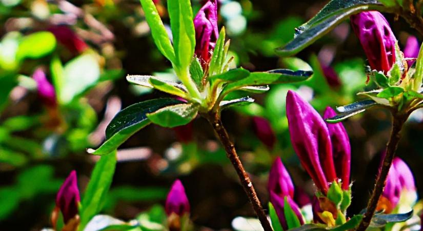 Az Azáleás-völgyben még várat magára a virágzás – a séta persze így is élmény (galéria)