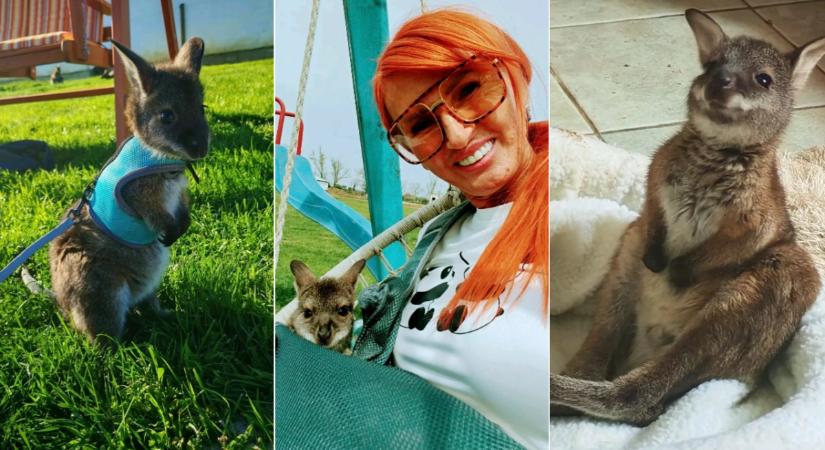 Benett, a kölyök kenguru egy magyar falu sztárja - Videó