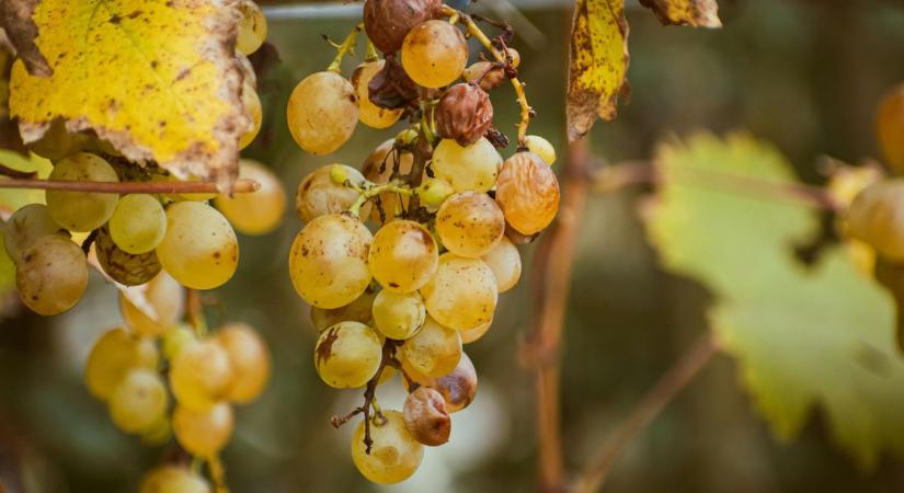 Egyre nagyobb a baj a szőlőkben: újabb permetszereket vetnek be a pusztító kártevő ellen