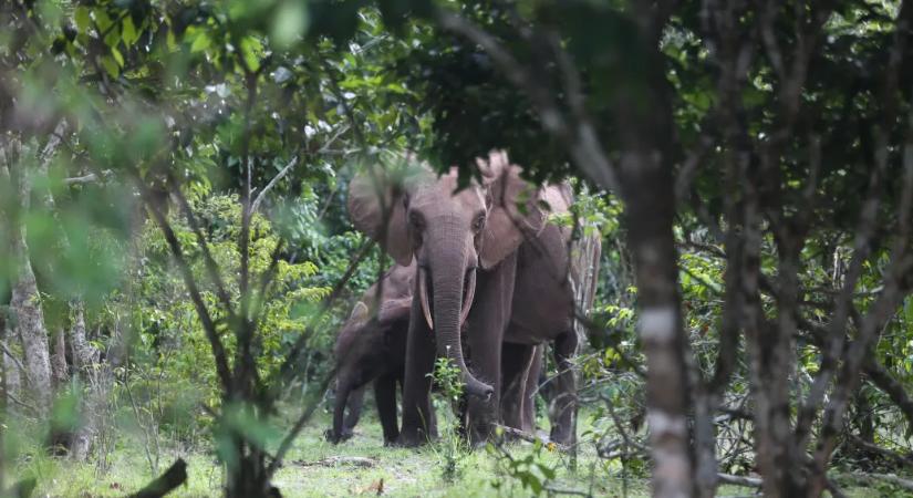 Elefánt ölt meg egy antilopokra vadászó amerikai milliomost