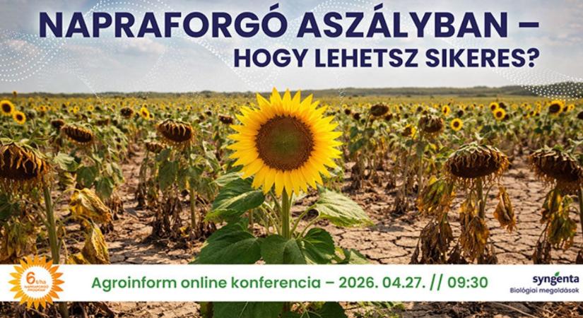 Napraforgó aszályban – hogy lehetsz sikeres? Agroinform online konferencia – így csatlakozhatsz!