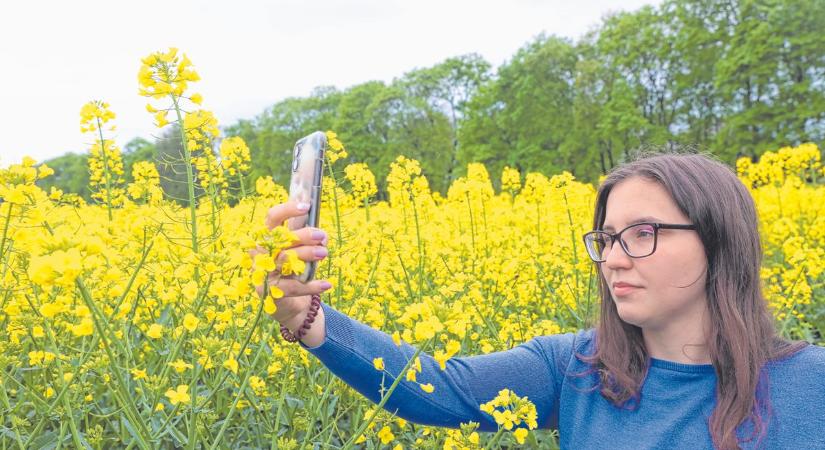 Virágzik a repce, de vajon mennyire jó ötlet a tábla közepén fotózkodni?
