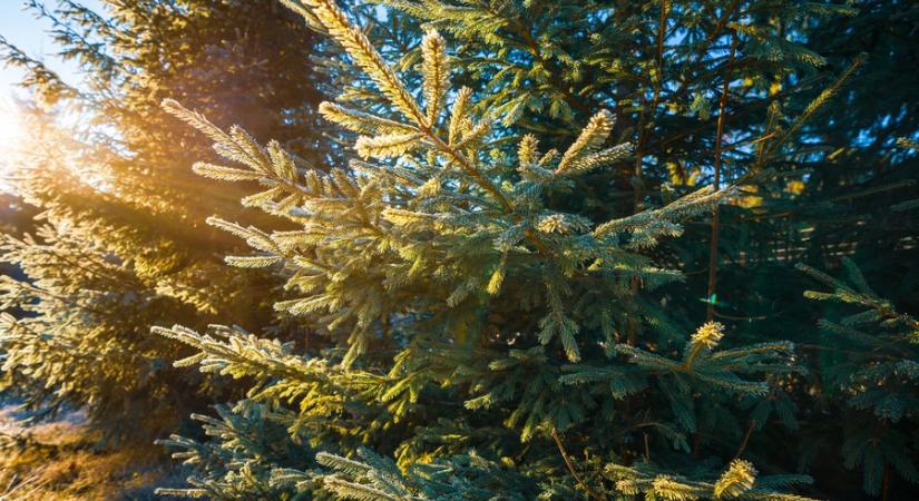 ATOMKI: a klímaváltozás előrehaladását jelzi a lucfenyők gyorsuló pusztulása Magyarországon