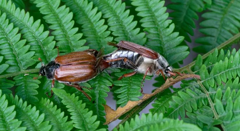 Cserebogár jelent meg a kertben? Ezért nem érdemes félvállról venni
