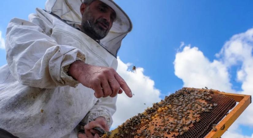 Hogyan lettek a méhek a természet legzseniálisabb beporzói?