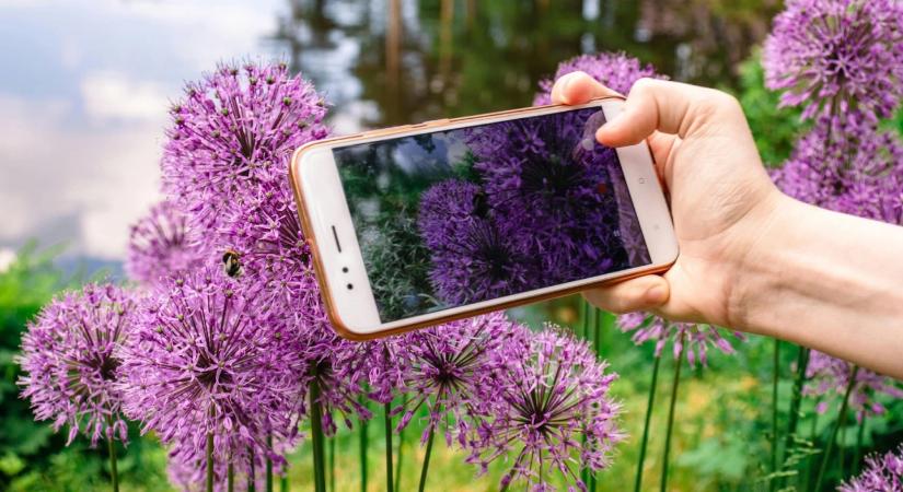 7 strapabíró lila évelő, ami feldobja a kertedet kevés gondozással