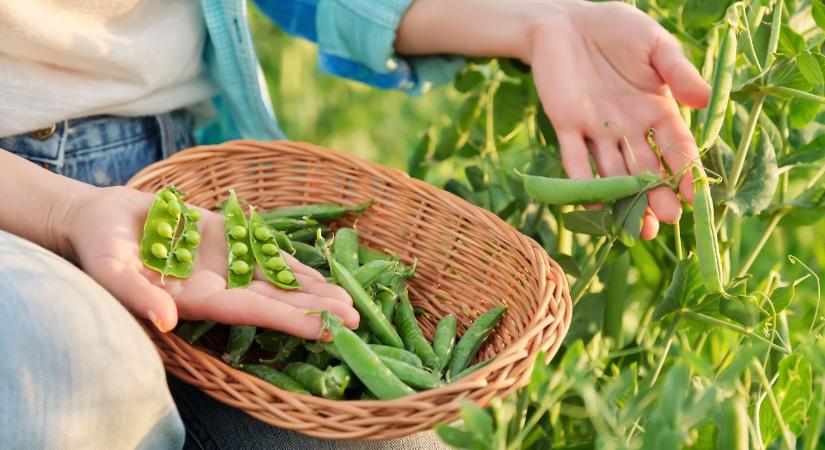 A zsenge zöldborsó titka, amit kevesen ismernek!
