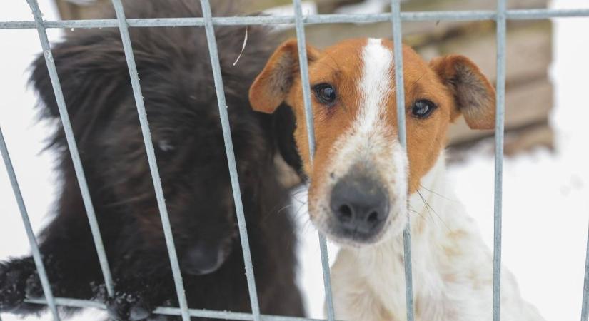 Beengednek a kulisszák mögé, különleges napra készül a Tappancs Állatvédő Alapítvány