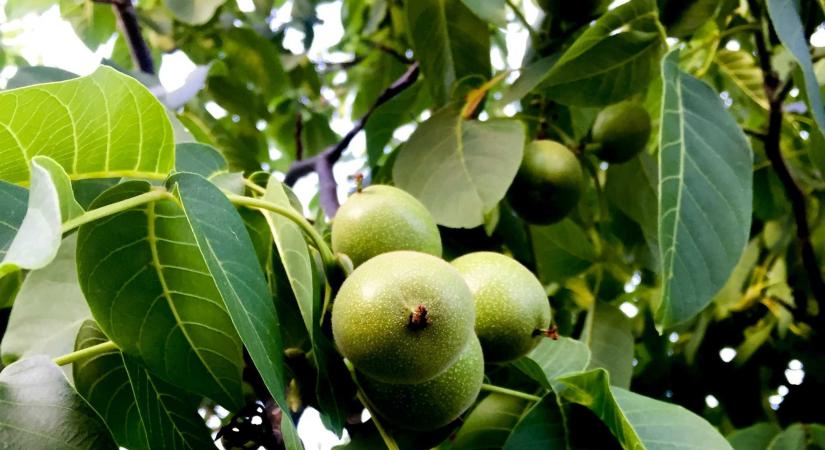 Hargitai diófák árnyékában – Kitartással formás fát nevelhetünk