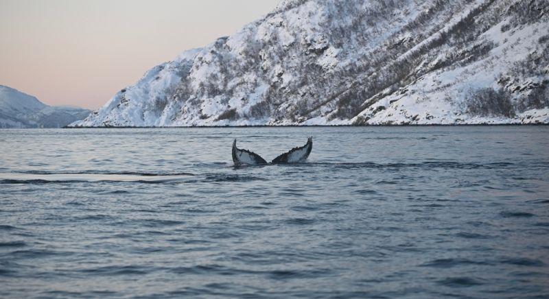 Az állatvédők Timmy megölését követelik